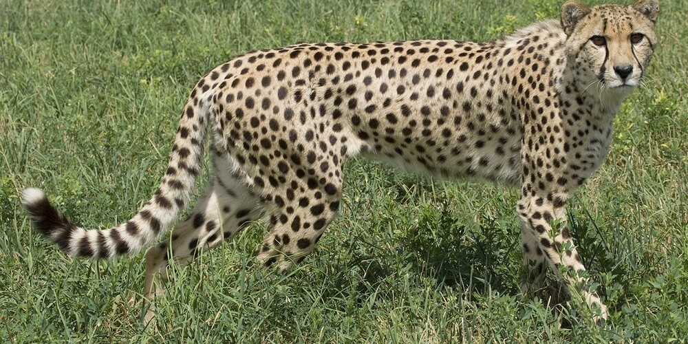 Cheetahs inhabit a broad section of Africa, including areas of North Africa, the Sahel, and eastern and southern Africa, with the largest population inhabiting Namibia.