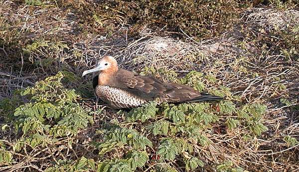 Resting frigatebird on Baker Island. Image courtesy of the US Fish and and Wildlife Service.