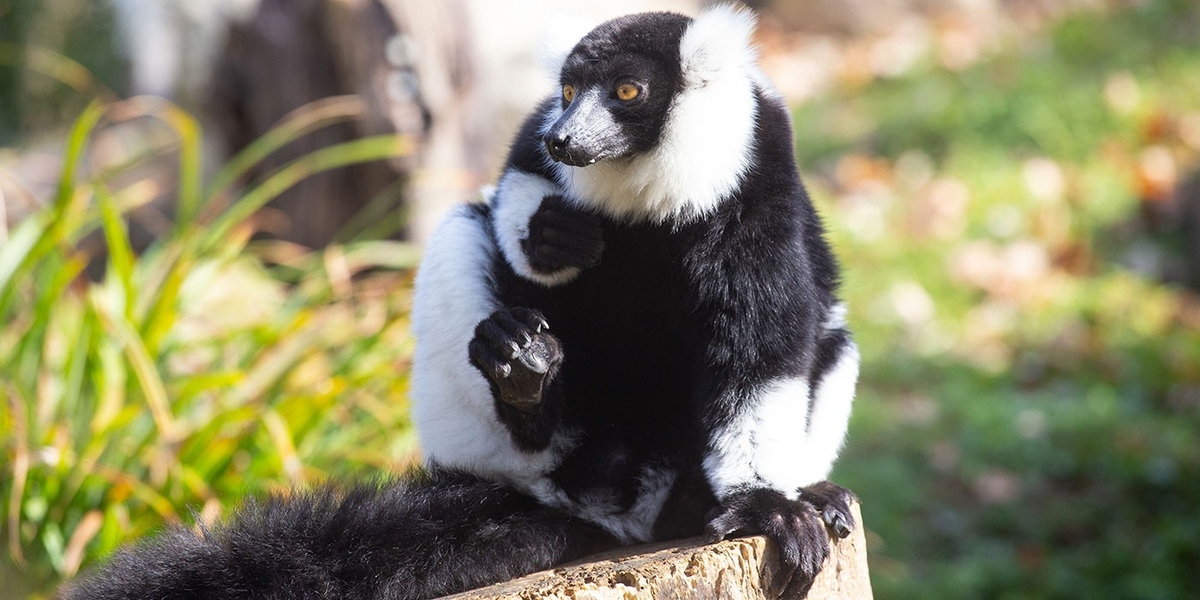 Several species of lemurs are critically endangered due to habitat destruction and degradation, hunting, climate change, and the exotic pet trade. Lemurs, like the black-and-white ruffed lemur pictured here, are native only to Madagascar.  Black-and-white ruffed lemurs grow to 50 to 55 cm (20 to 22 in) and their tail adds an additional 61 to 66 cm (24 to 26 in); they weigh between 3 and 4.5 kg (6.6 and 10 lbs.). Lemurs feast on a variety of seeds, leaves, and nectar, which they are able to reach with their long tongues. The name lemur, derived from the Latin ‘lemures,’ means ‘specters’ or ‘ghosts.’ In Malagasy culture, lemurs are believed to have souls capable of getting revenge if wronged. Photo courtesy of the Smithsonian National Zoo.
