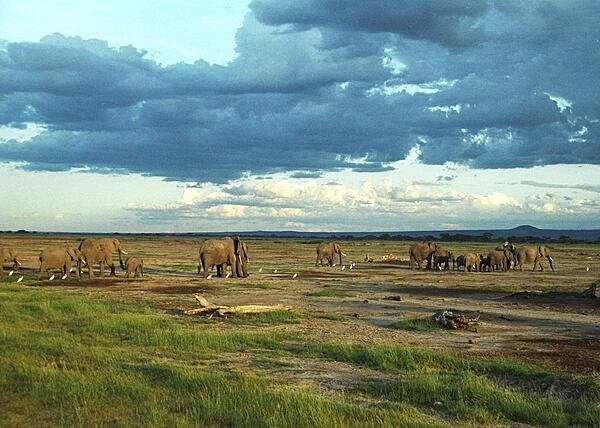 A large herd of elephants makes its way across Amboseli National Park in southern Kenya.  Amboseli is generally recognized as the best place in Africa to get close to elephants in their natural surroundings.