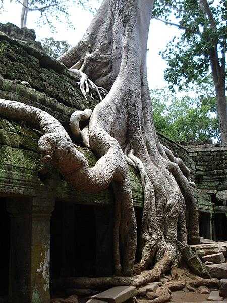 Sections of the Angkor Wat temple area in Cambodia are overgrown with trees. Here a massive root system is slowly engulfing a temple building.