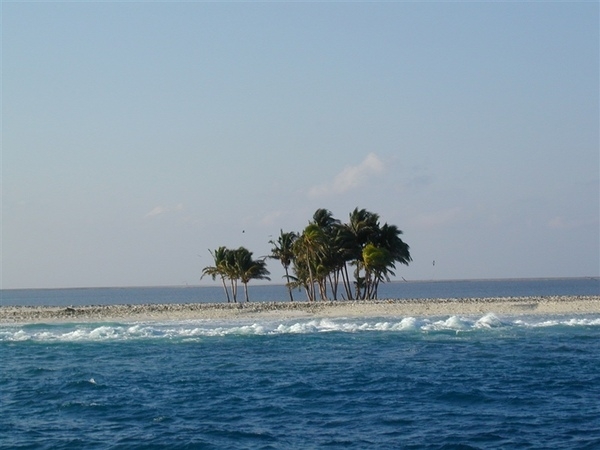 A clump of palm trees on Clipperton Island. Photo courtesy of NOAA / Shannon Rankin.