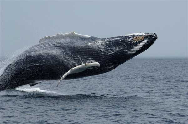 A humpback whale breaching. Image courtesy of NOAA / Brandon Southall.