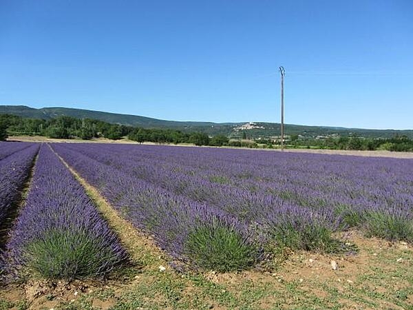 Fields of lavender in Provence near Roussillon.