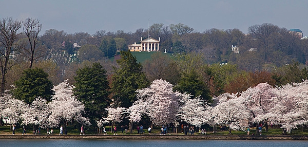 Arlington House and Arlington National Cemetery stand on a hill In Virginia beyond the intervening Potomac River (not visible) and the Tidal Basin, bordered by flowering cherry trees. Photo courtesy of the National Park Service/Anthony DeYoung.
